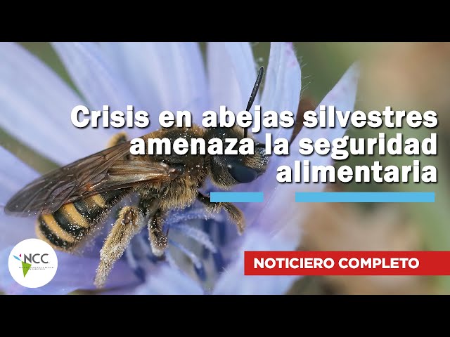 Crisis en abejas silvestres amenaza la seguridad alimentaria | 805 | 20 al 26 de octubre 2025