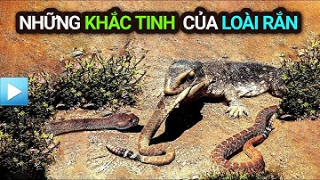Những SINH VẬT KHẮC TINH của LOÀI RẮN
