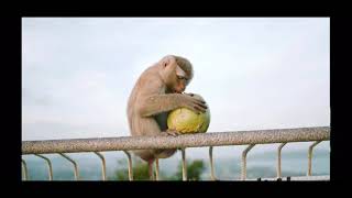 Another Monkey with Guts Theme