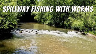 A Big Fish Was Hiding In This Little Spillway (Multi-Species Creek Fishing With Worms)
Creek fishing is one of my favorite types of fishing. Here I visited a small creek spillway with worms to catch a variety of species. I also caught 2 big surprise fish. It was a blast and I will definitely be returning soon to this cool creek spillway. A Big Fish Was Hiding In This Little Spillway (Multi-Species Creek Fishing With Worms)