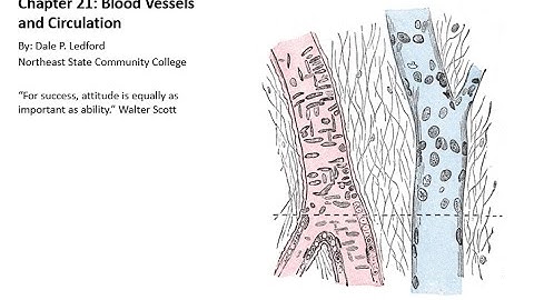 Human Anatomy and Physiology 2 Chapter 21 Part 1