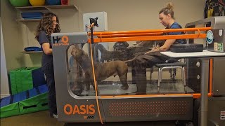 Nova's Journey To Walk Again 🐾💙♿️ #adorabledog #ivddrecovery #bullybreed 