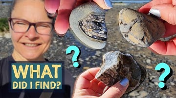 Beach Hunt finding Fossil Bones, Agate, Jasper, and Mystery Rocks! Rockhounding the Oregon Coast