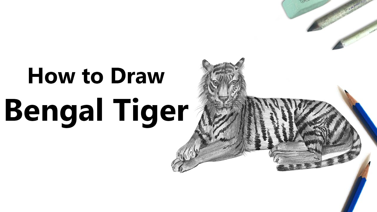 Bengal Tiger  Animal drawings, National animal, Bengal tiger