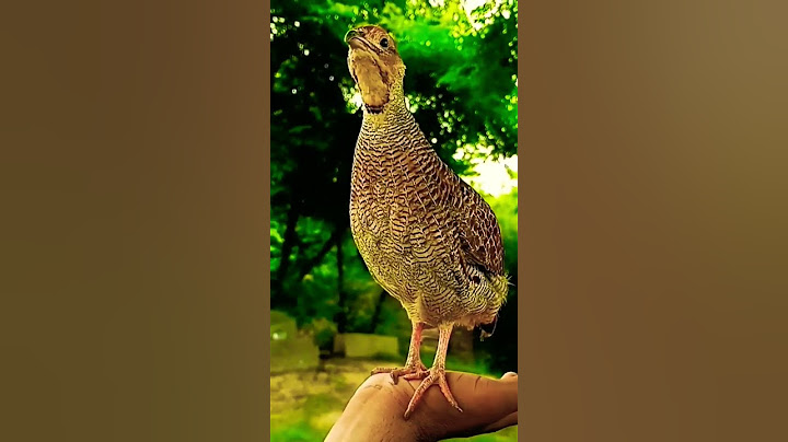 Quail Beautiful Voice 😍 | Birds and Nature