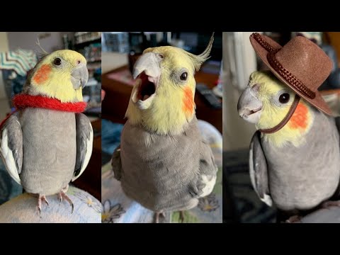 Vídeo: Tot Sobre Cockatiels