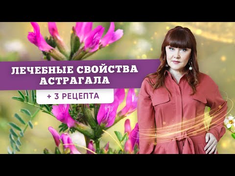 Астрагал: лечебные свойства травы (Травяная Магия) + 3 рецепта