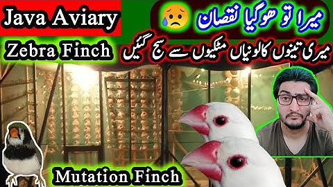 Java Finch Beautiful Aviary Ready For Breeding | Java Breeding Colony | Finch Breeding Aviary