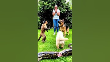 🐒 Monkey Saves Puppy from Giant Snake – Emotional Backyard Rescue! 🐶🐍