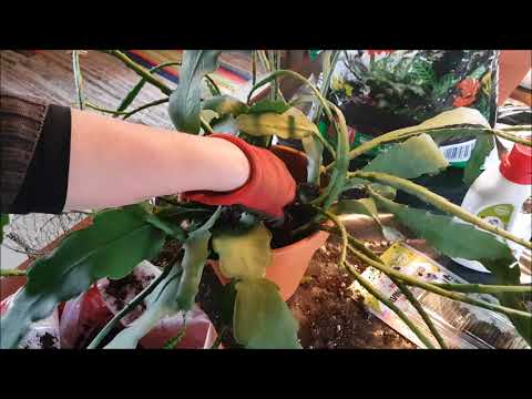 Video: Voitko levittää kaktuksia?