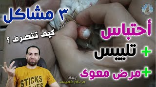 احتباس بيض + تشحيم + مرض معوى / تتصرف أزاى ؟