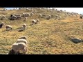 Incontro con un pastore