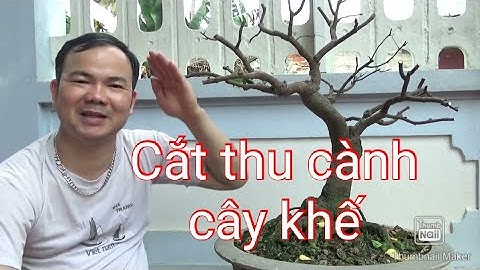 Cắt thu cành cây khế dáng trực