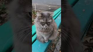 Котик красивый домашний во дворе дома на ХБК. Шахты, Ростовская обл. 22.10.2025 #котики #cats #top