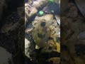 Blaberus giganteus, giant #cockroach #stlouis #insect  @stlzootube