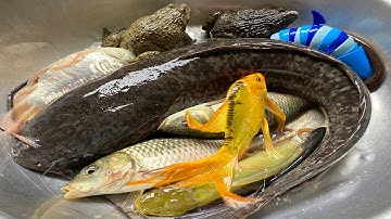 Kem Chanel lái công nông bắt cá trong cốc nước màu sắc có cá chép, cá trê, con rùa, cá sấu, con lươn