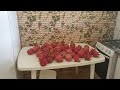 COLHEITA FARTA DE PITAYA@zedocafeoficialzedocafe8719 