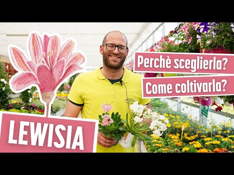 Video: Come coltivare il cotiledone lewisia?