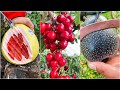 😍Farm Fresh Ninja Fruit | Tik Tok China | (Oddly Satisfying Fruit Ninja) #23