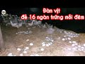 Xem 20.000 con vịt đ.ẻ trứng | Watch 20.000 ducks lay eggs | Nghề nuôi vịt  chạy đồng.