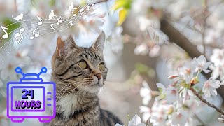 Calming Music for Cats | Make Your Cat Happy, Relaxation, Deep Sleep | Music Therapy for Cats #15 by Dream Relax My Cat 1,531 views 12 days ago 24 hours