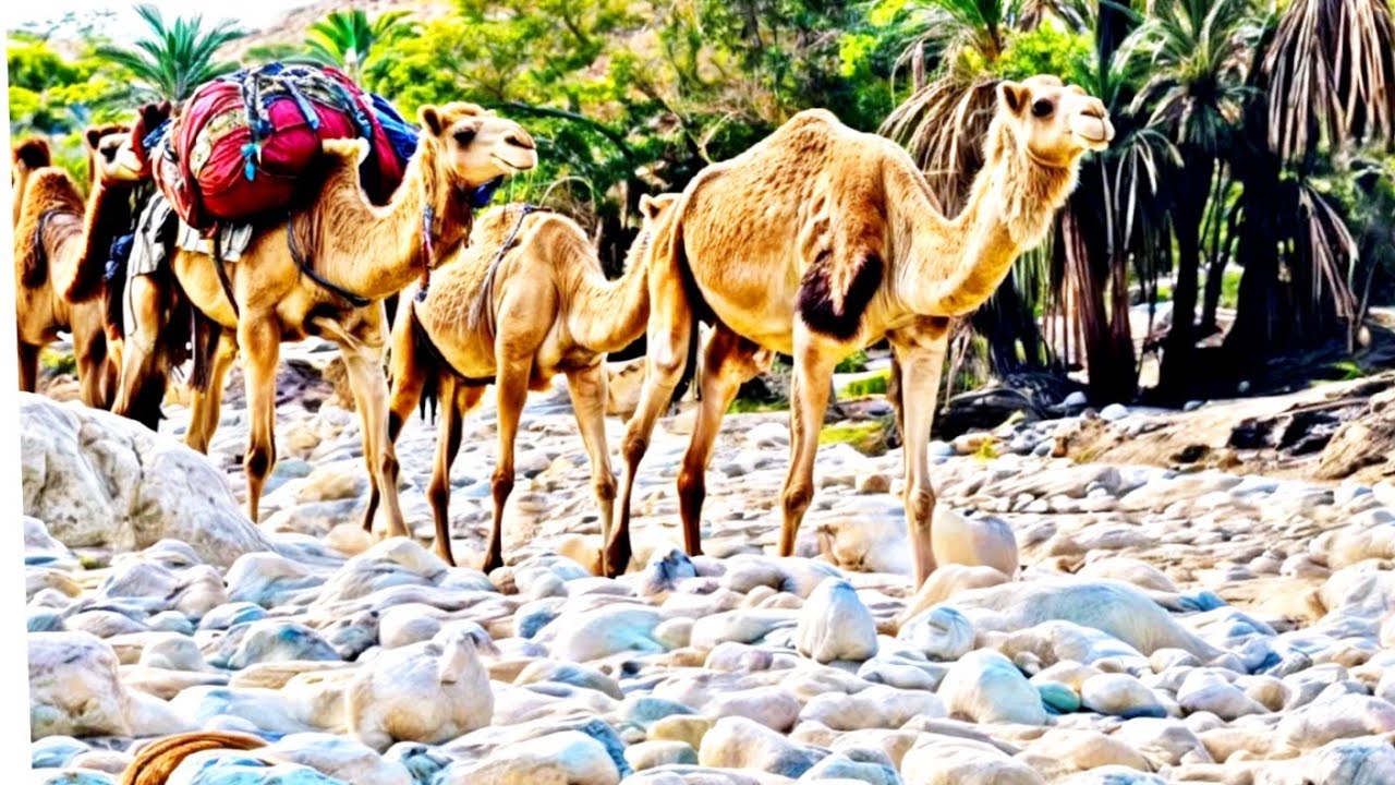 Most Popular Camel Video Desert| The Legendary Sikl in Bloomington Village Life