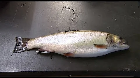 Record Brook Trout - Kentucky