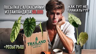 видео: ДО СЛЕЗ!🥀 ЗАКАЗАЛ РАСТЕНИЯ ИЗ ТАИЛАНДА НА 50000р! ОТКРЫВАЮ ПОСЫЛКУ И ПЛАЧУ😭+ РОЗЫГРЫШ ВАРНЫХ КЛУБНЕЙ картинка: ДО СЛЕЗ!🥀 ЗАКАЗАЛ РАСТЕНИЯ ИЗ ТАИЛАНДА НА 50000р! ОТКРЫВАЮ ПОСЫЛКУ И ПЛАЧУ😭+ РОЗЫГРЫШ ВАРНЫХ КЛУБНЕЙ