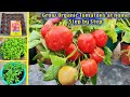 How to grow Tomato at Home ( Seeds To Harvest )