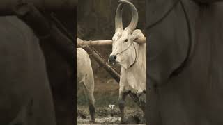 Thennattu Thesathula Song Whatsapp Status Bison Kaalamaadan Dhruv Vikram Anupama Mari Selvaraj