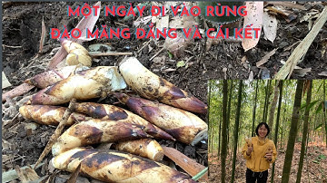 Một Ngày Lên Rừng Đào Măng Đắng Vùng Cao Và Cái Kết