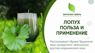 Лопух - Показания, полезные свойства и применение. органикМИРЪ