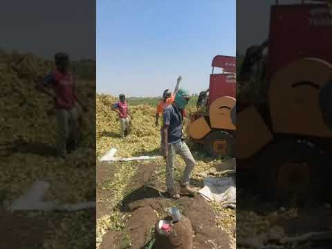 حصاد الفول السوداني