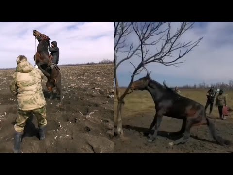 Video: Жылкыны жатууга кантип үйрөтүү керек