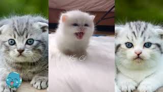 cute and funny cats videos complication