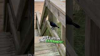 Crows NEVER Forget a Face… And That’s Terrifying! 😳🐦