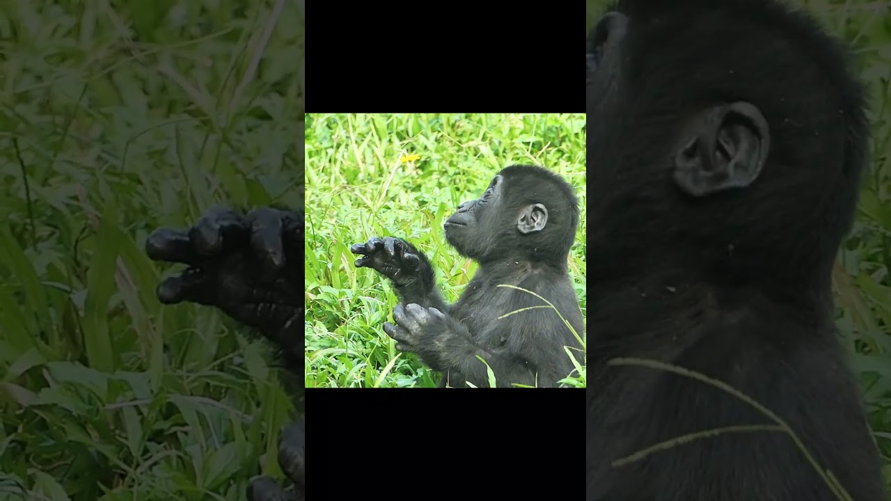 Surprise from keeper~ / Ringo / #shorts #gorilla #ゴリラ #cute