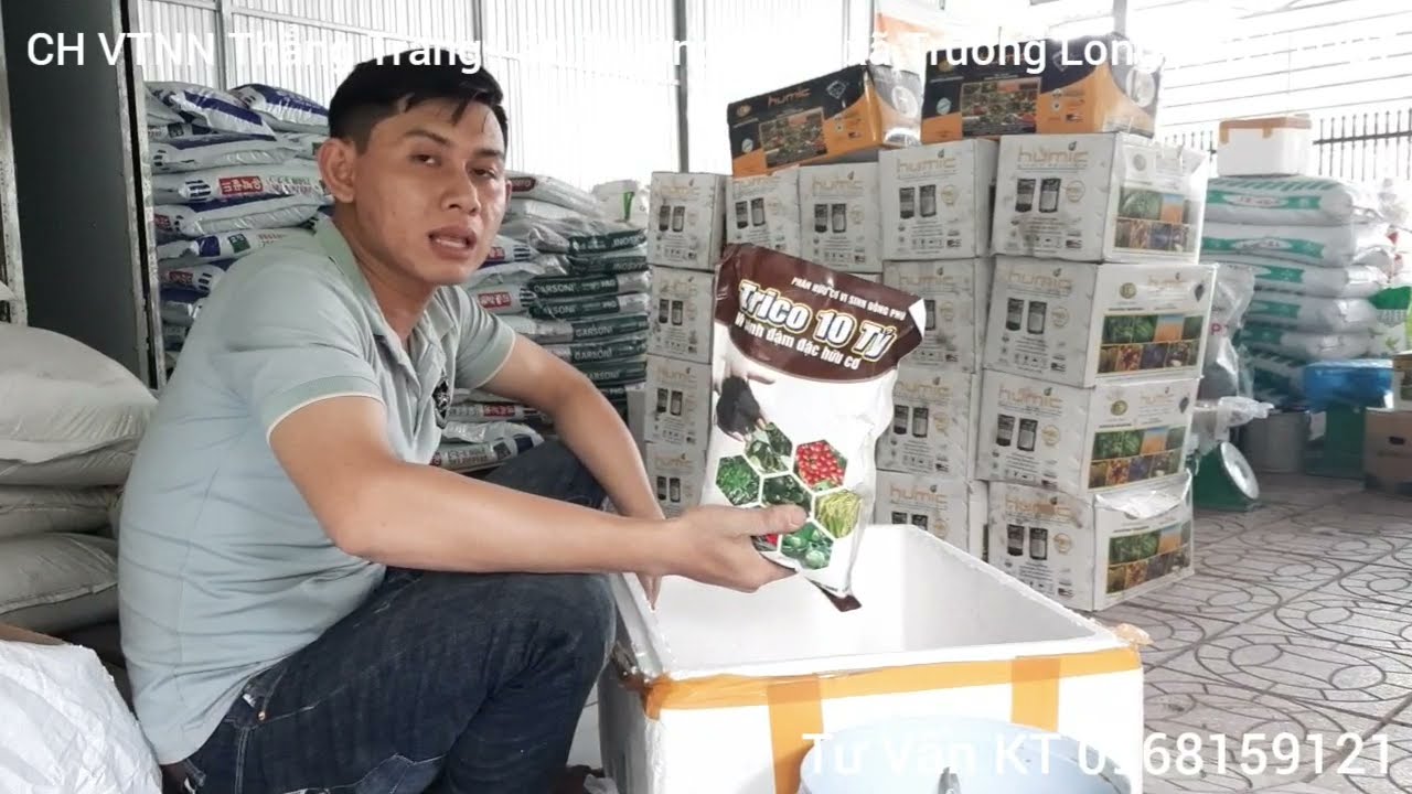 Nhân sinh khối nấm tricodema để bón cho sầu riêng trong mùa mưa, cách làm đơn giản, hiệu quả cao..!