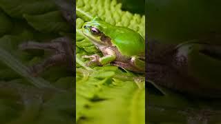 #shorts Beautiful Frogs/The Most Beautiful Frogs In The World/4k Ultra HD/Natural Scenes 4k