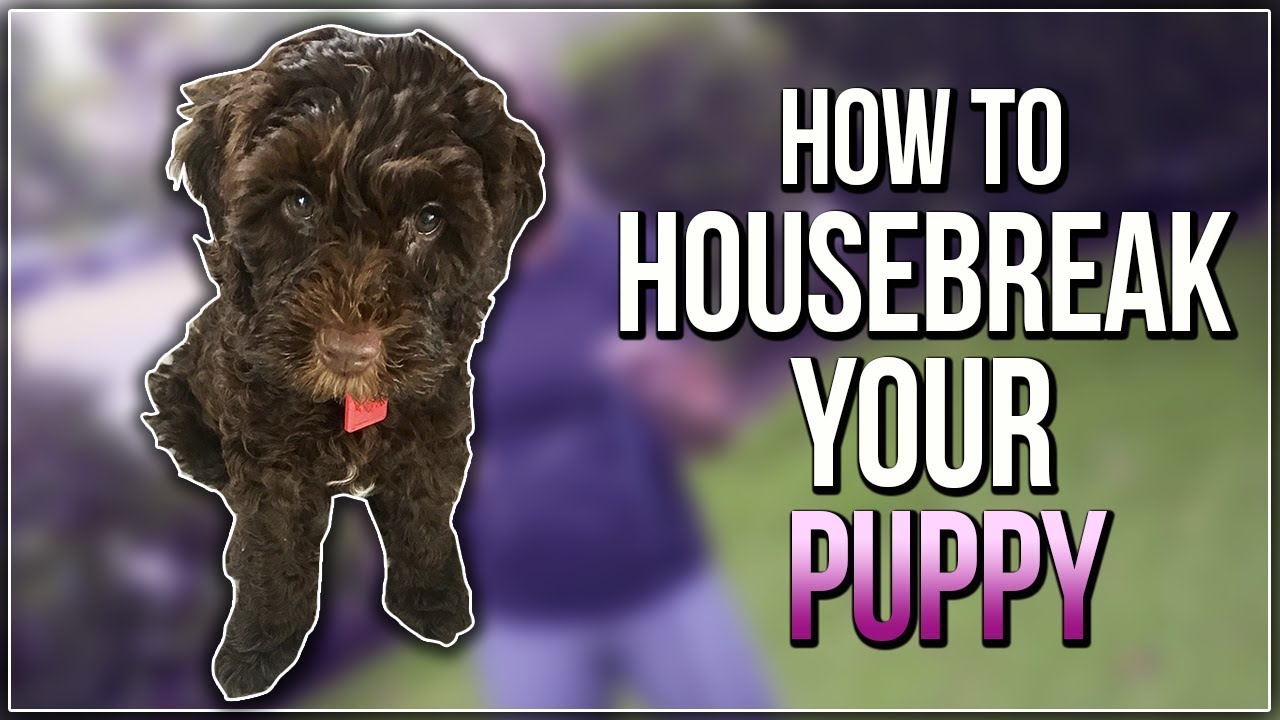 HOW TO HOUSEBREAK YOUR PUPPY - YouTube