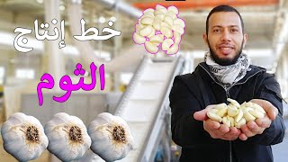 Garlic Peeling Machine & Automatic Garlic Peeling Line - خط إنتاج الثوم المقشر للتصدير