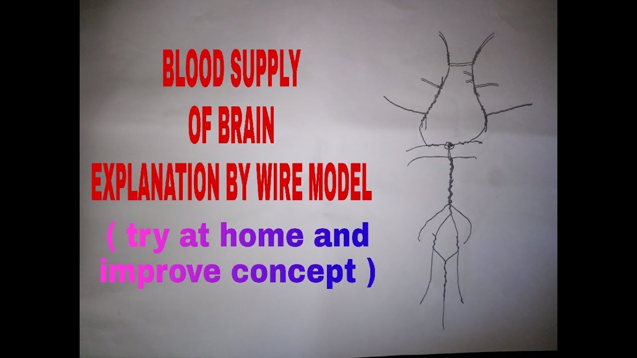 Blood Supply of Brain - 1/2 - YouTube
