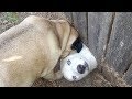 Best of WEIRD FUNNY DOGS - How long CAN YOU HOLD YOUR LAUGH?