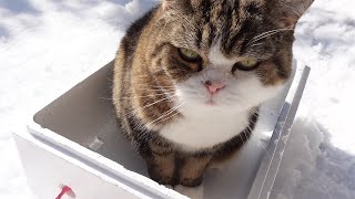 Maru enjoys the snow garden.