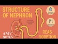 Nephron | Structure of Nephron | Function of Nephron | Reabsorption in Nephron | Notes of Nephron