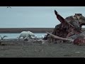 Polar Bears Feast On Dead Whale  | Wild Alaska | BBC Earth