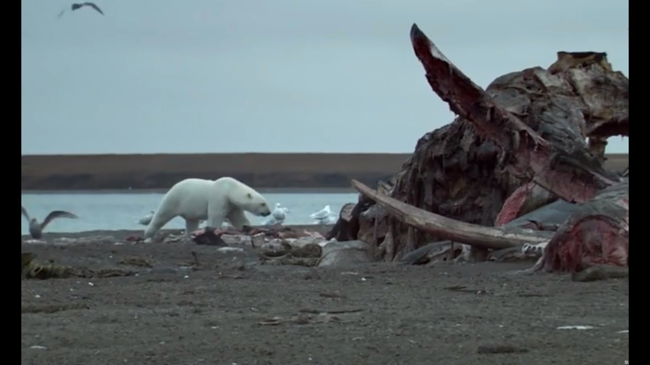 ⁣Polar Bears Feast On Dead Whale  | Wild Alaska | BBC Earth