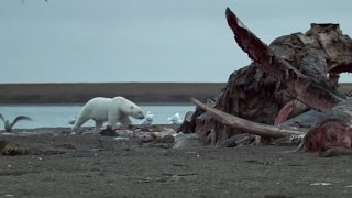 Polar Bears Feast On Dead Whale  | Wild Alaska | BBC Earth