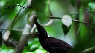 KICAU BURUNG CILILIN GACOR DI ALAM LIAR | SUARA CILILIN DI ALAM LIAR COCOK BUAT MASTERAN | CLEOSCAPE