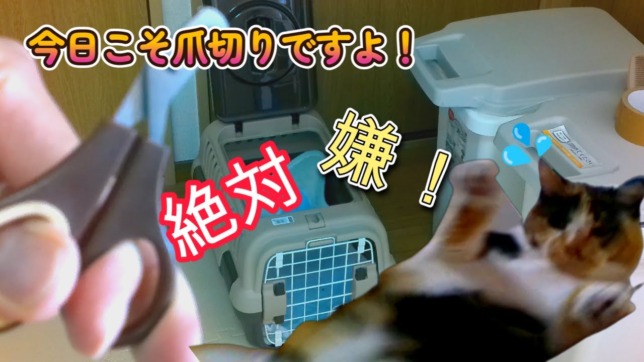 三毛猫の爪切り作戦（チート）/Mission "clip a calico cat nails" YouTube
